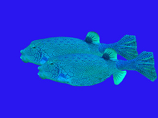 Image showing boxfishes