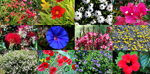 Image showing flower collage