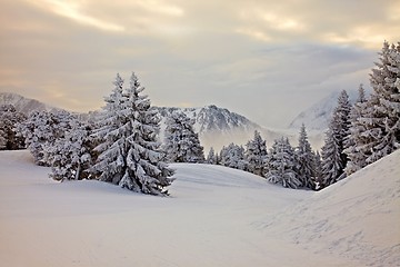 Image showing Winter forest