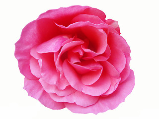 Image showing rose