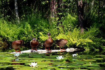 Image showing four ducks