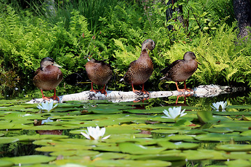 Image showing four ducks