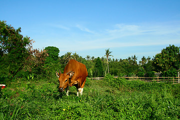 Image showing Eating cow