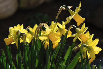 Image showing narcissus