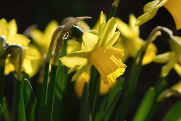 Image showing narcissus