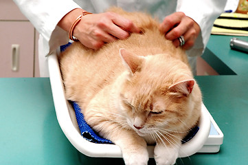 Image showing Cat at the vet.