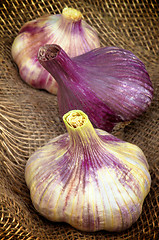 Image showing Garlic