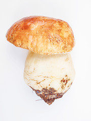 Image showing Porcini Mushroom