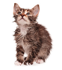 Image showing Wet kitten