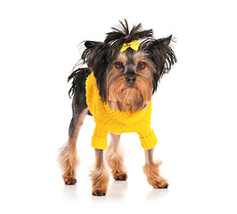 Image showing Yorkshire terrier