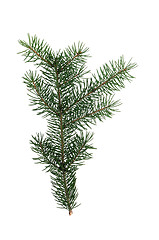 Image showing Fir branch