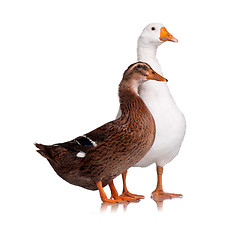 Image showing Duck and goose