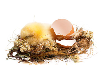 Image showing Chicken in nest