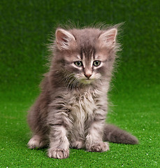 Image showing Cute gray kitten