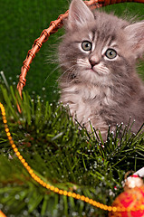 Image showing Cute gray kitten