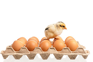 Image showing Eggs and chicken