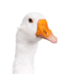 Image showing Domestic goose