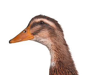 Image showing Domestic duck