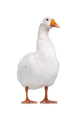 Image showing Domestic goose