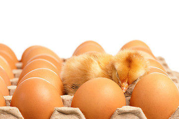 Image showing Eggs and chicken