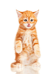 Image showing Red kitten