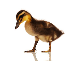 Image showing Domestic duckling