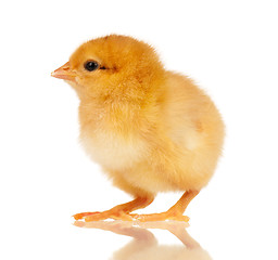 Image showing Little chicken