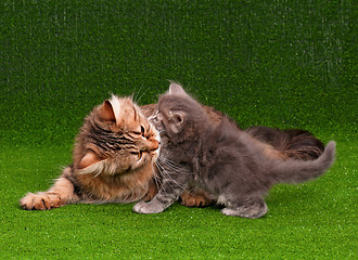 Image showing Cat and kitten