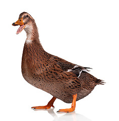 Image showing Domestic duck