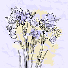 Image showing Iris flower vector illustration.