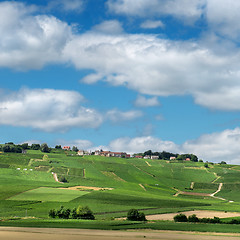 Image showing Vineyard landscape, Montagne de Reims, France