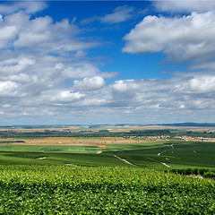 Image showing Vineyard landscape, Montagne de Reims, France