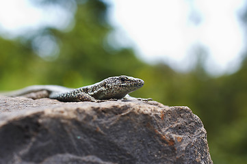 Image showing Lizard