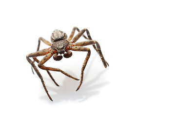 Image showing Spider