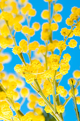 Image showing blossoming mimosa, a close up