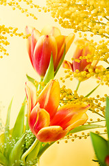 Image showing Spring bouquet with a mimosa and tulips