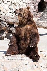 Image showing Bear