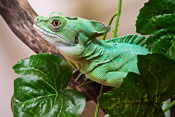 Image showing Plumed basilisk