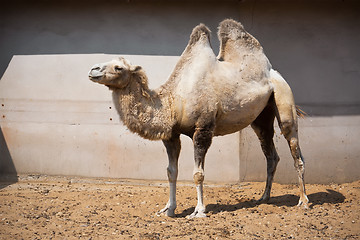 Image showing Camel