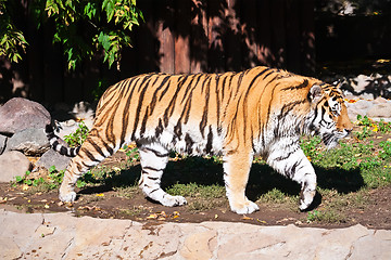 Image showing Tiger