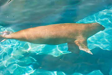 Image showing Walrus