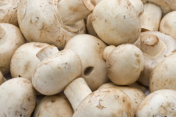 Image showing Champignon mushrooms