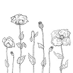 Image showing Floral background. Hand drawn Poppies