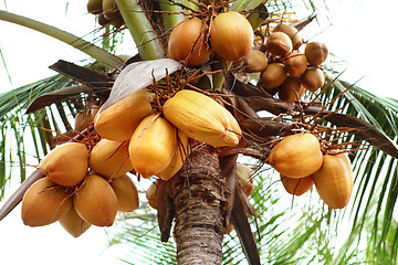 Image showing Thai cocoes