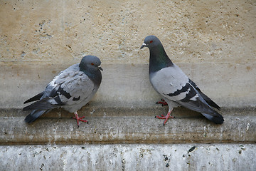 Image showing Pigeons in love