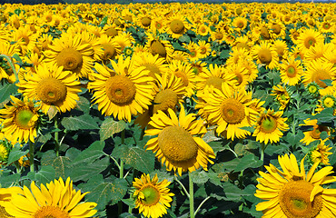 Image showing Sunflowers