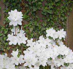 Image showing Azaleas