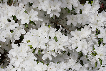 Image showing Azaleas