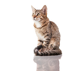 Image showing Brown Striped Kitten