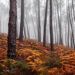 Image showing Foggy Forest